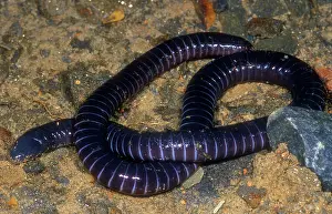 Goias: Boettgers Caecilian