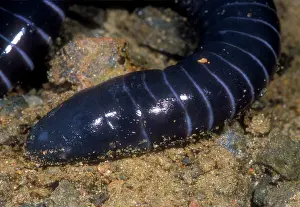 Goias: Boettgers Caecilian