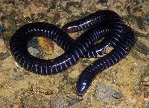 Goias: Boettgers Caecilian