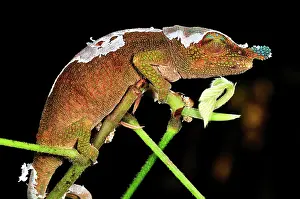 Boettger: Boettger's Chameleon / Blue-nosed Chameleon