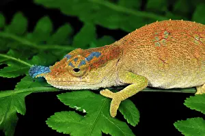 Boettger: Boettger's Chameleon / Blue-nosed Chameleon
