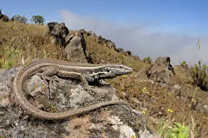 Gomera: Boettger's Lizard - female