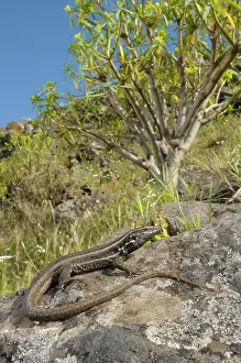Gomera: Boettger's Lizard - female in habitat
