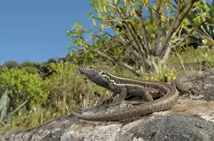 Gomera: Boettger's Lizard - female in habitat