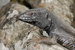 Gomera: Boettger's Lizard - male