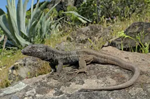 Gomera: Boettger's Lizard - male in habitat