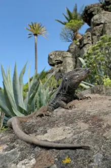 Gomera: Boettger's Lizard - male in La Gomera habitat