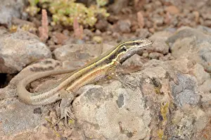 Gomera: Boettger's Lizard - young