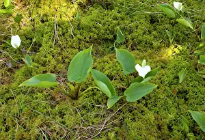 Calla: Bog Arum or Marsh Calla
