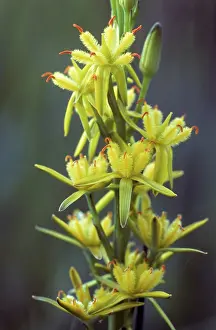 Narthecium: Bog Asphodel
