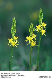 Narthecium: Bog Asphodel