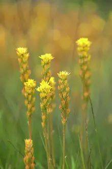 Narthecium: Bog Asphodel