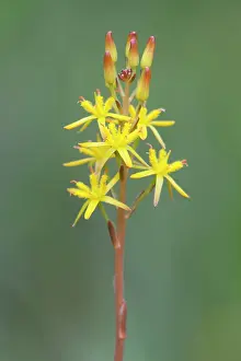 Bogland: Bog Asphodel