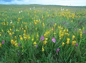 Boggy: Bog asphodel - in boggy field