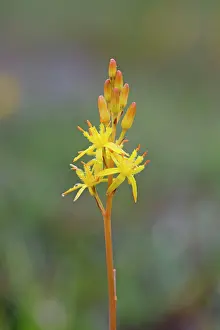 Narthecium: Bog Asphodel Flower / Lancashire / Bastard Asphodel