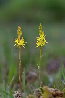 Narthecium: Bog Asphodel Flower / Lancashire / Bastard Asphodel