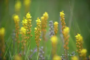 Heaths: Bog Asphodel. Location - bogs and wet heaths