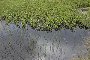 Trifoliata: Bog Bean