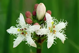 Trifoliata: Bog Bean Buckbean