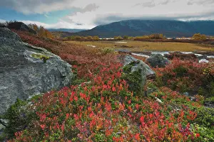 Bilberries: Bog bilberries (Vaccinium uliginosum) in a fjell