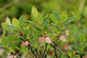 Bilberries: Bog bilberry