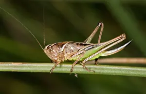 Cricket: Bog Bush-cricket - perched