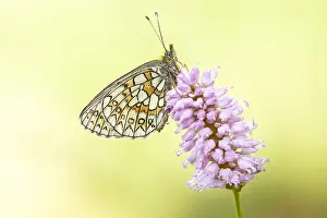 Persicaria: Bog Fritillary (Boloria eunomia) on European Bi