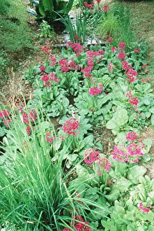 Bogs: BOG GARDEN