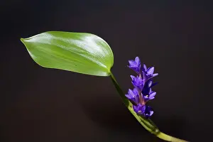 Cyanea: Bog Hyacinth