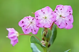Laurel: Bog Laurel