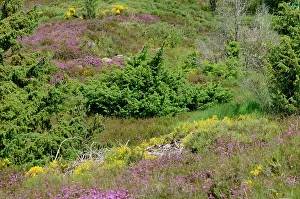 Peat: Bog Monselgues, Ardeche, France