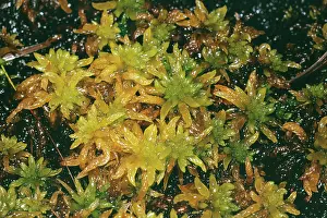 Sphagnum: BOG MOSS