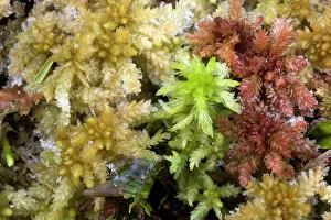Sphagnum: Bog mosses in bog with frost