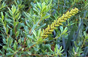 Myrtles: Bog Myrtle