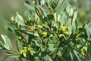 Myrtles: Bog Myrtle - with fruits