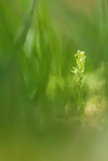 Smland: Bog Orchid
