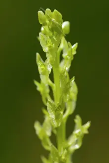 Smland: Bog Orchid
