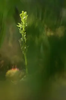Smland: Bog Orchid