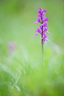 Gotland: Bog Orchid