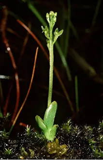 Bogs: Bog Orchid