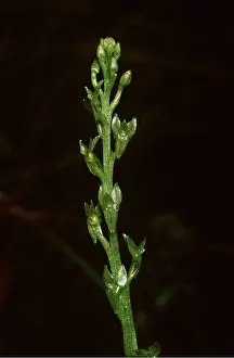 Bogs: BOG ORCHID