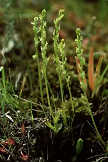 Bogs: Bog Orchid