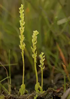 Paludosa: Bog orchid - in a bog