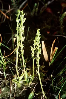 Bogs: Bog Orchids