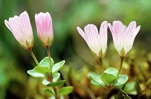 Pimpernel: Bog Pimpernel