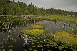 Peat: Bog pools in forest - with Variegated pond-lily;