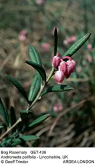 Andromeda: Bog Rosemary