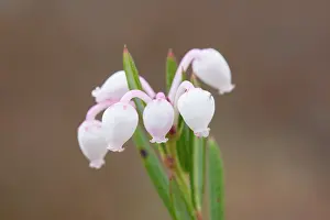 Vaermland: Bog-Rosemary