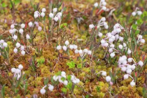 Vaermland: Bog-Rosemary