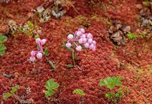Peat: Bog rosemary, Andromeda polifolia in flower in wet